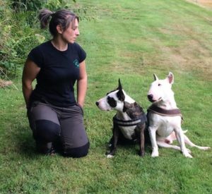 dog trainer dog trainer staffordshire